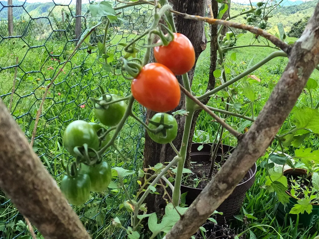 small-cherry-tomatoes-growing.jpg small-cherry-tomatoes-growing.jpg