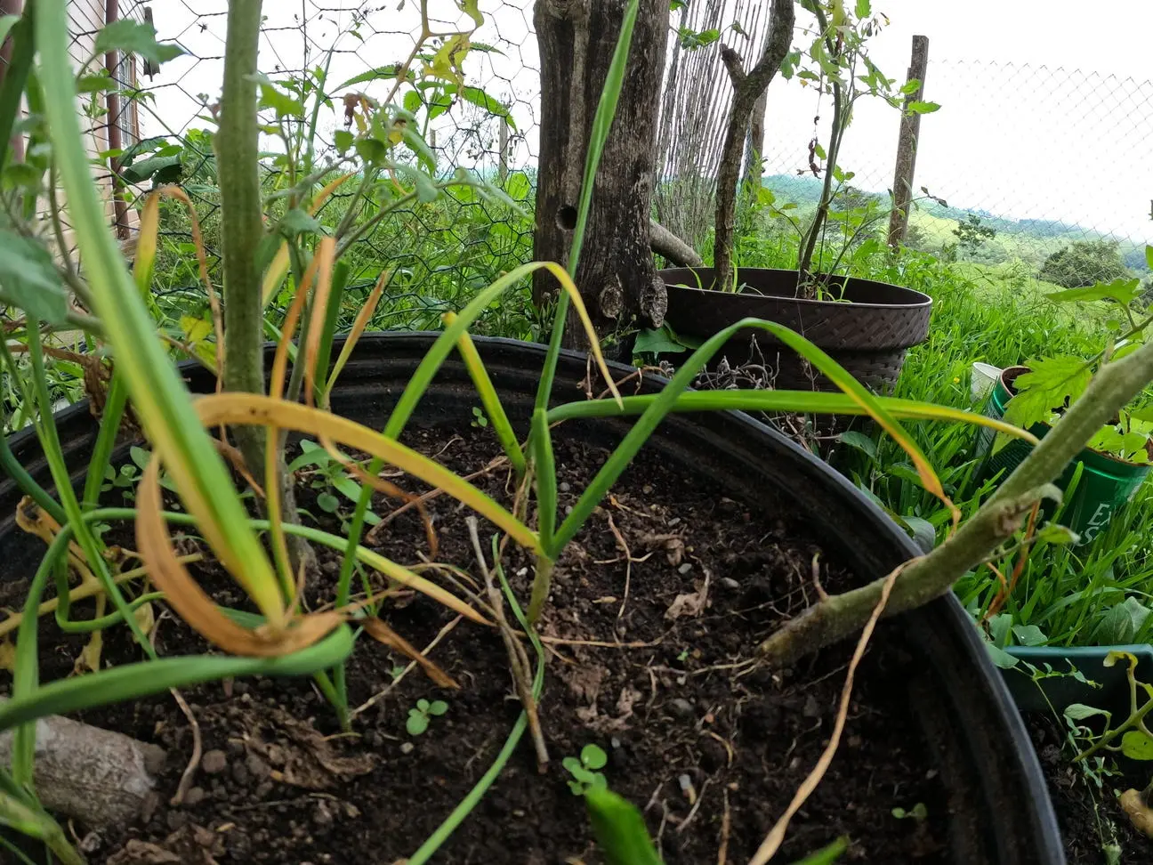 small-garlic-growing.jpg small-garlic-growing.jpg