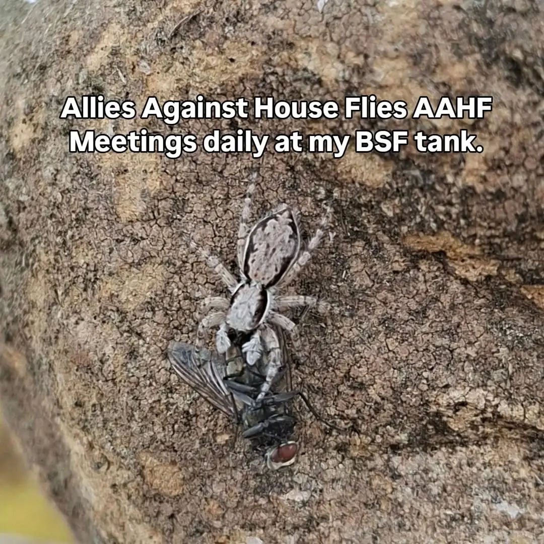 Allies Against House Flies AAHF
Meetings daily at my BSF tank.

I went to check my BSF trapping bucket and found this jumping spider with a house fly in it's mandibles. Basically ensuring it's BSF not house flies that lay on my bait.

Beautiful. Together we can keep the enemy in check.

#spiders #jumpingspider #bsf #bsfl #permaculture