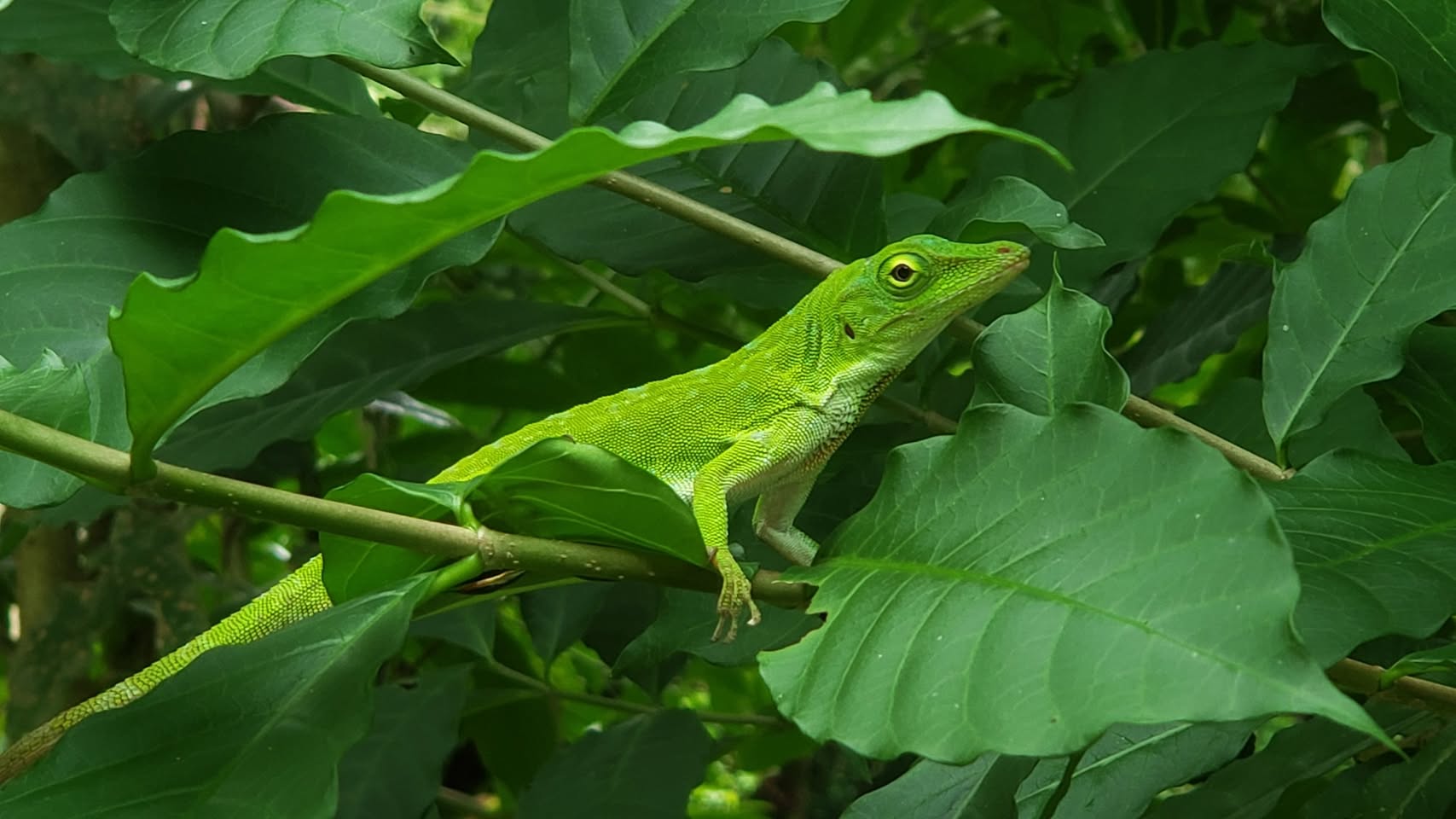 Baby iguanas are green, like this one in my yard.