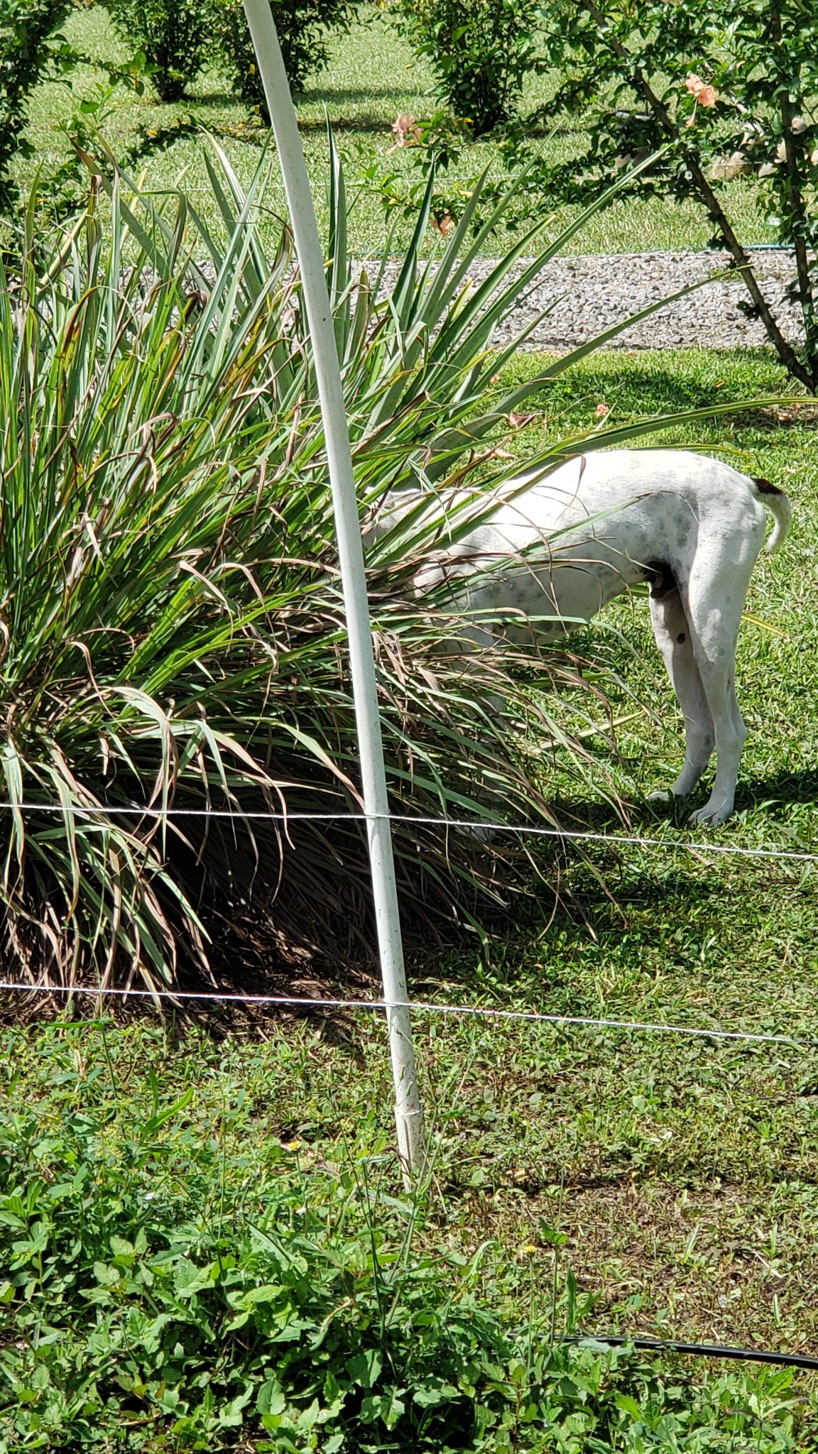 My dog spends hours every day with his nose buried in lemon grass. We don't know why. There are multiple patches of it, and he doesn't prefer one to another, so long as it is lemon grass. We think he's getting stoned.