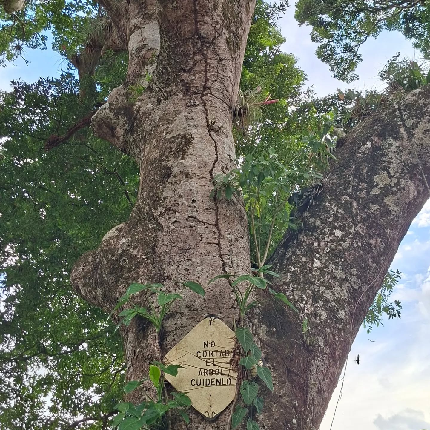 Don't cut the tree. Care for it.