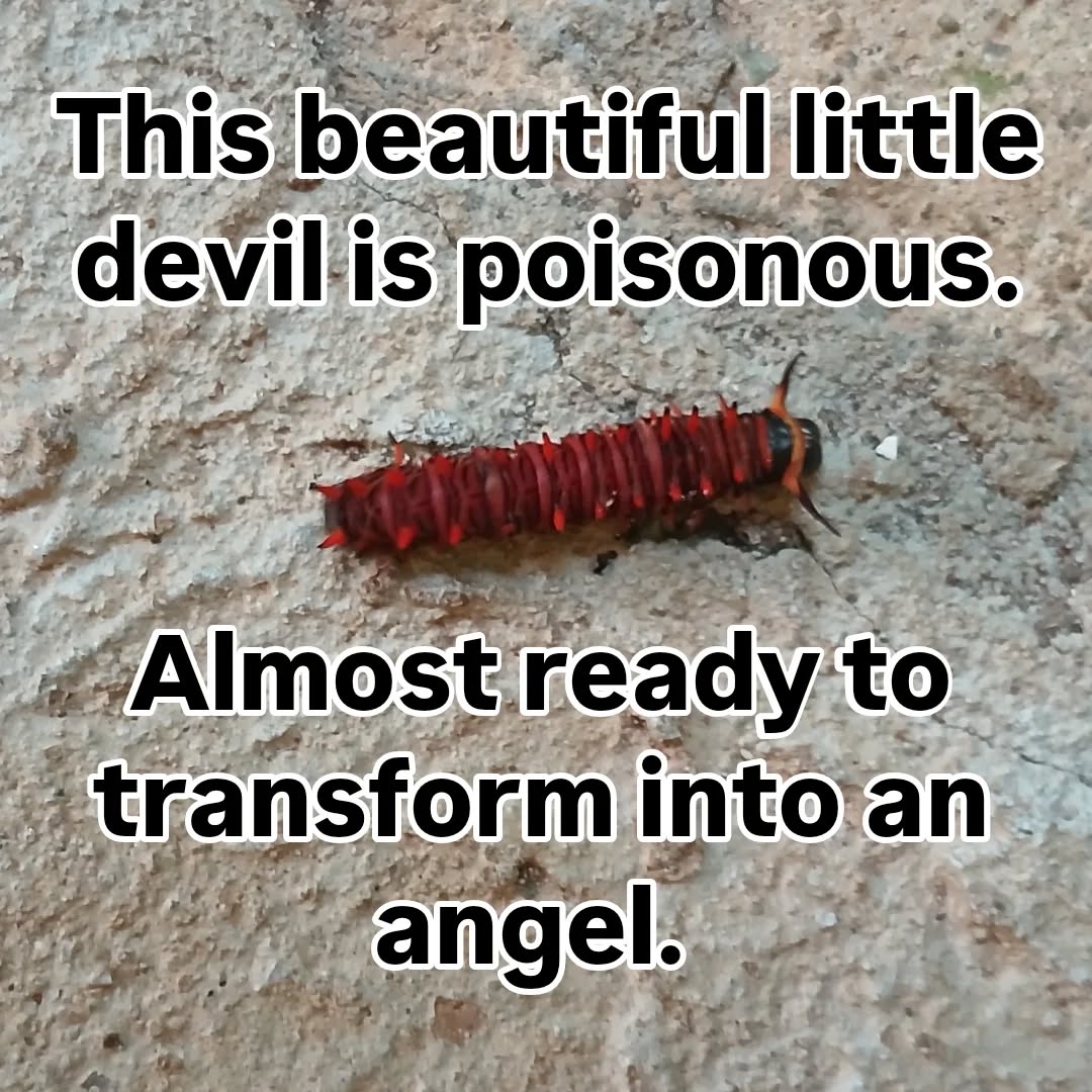Even caterpillars are poisonous in the tropics ð

#transformation #metamorphosis #caterpillar