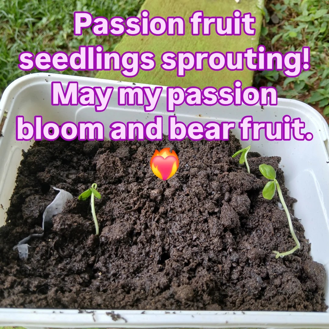 My favorite tropical fruit is maracuya aka passion fruit. I've planted it a few times but each time something happens before it bears fruit. 2025 is my year, though. I'd given up on these seeds until today. This is my sign. ð
#seedlings #passion #rebirth #spirituality #gardening