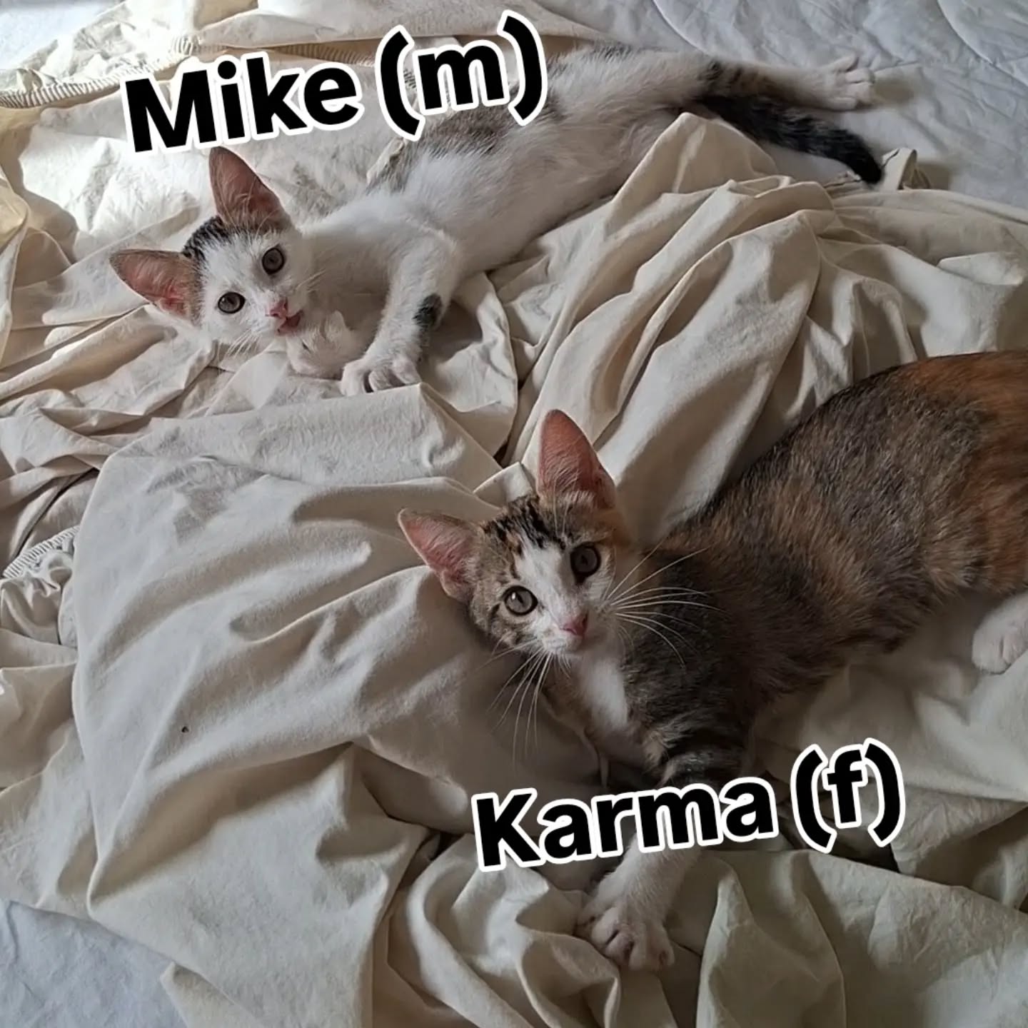Formally introducing Mike and Karma. Brother and sister, 3 months old. We're slowly settling in together.

#kittens #catlover #catlife #kitty #kitties