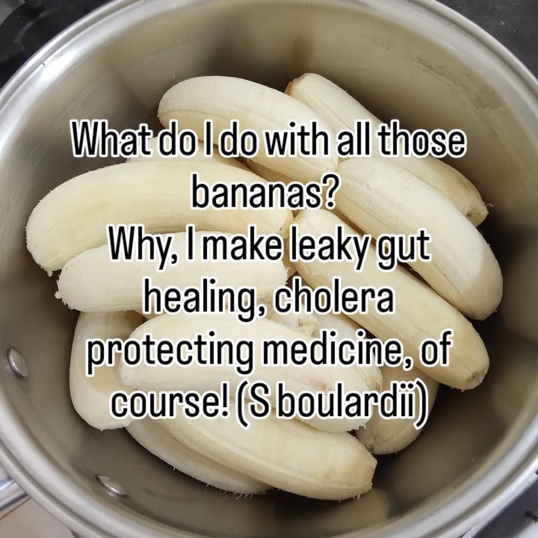 #guthealth #fermentation #naturalmedicine #probiotics #leakygut #leakygutsyndrome #leakyguthealing #cholera