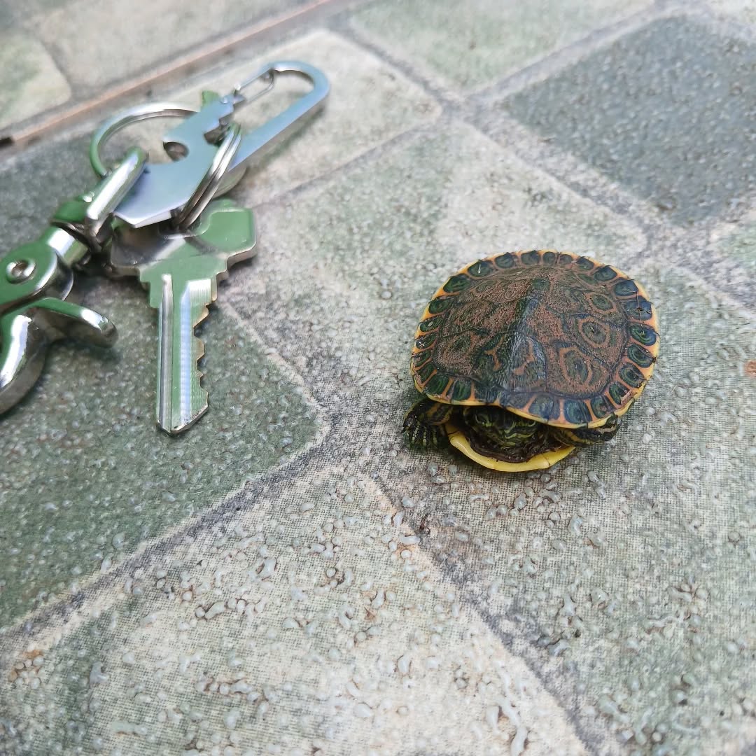 Hello little guy! #turtle #baby