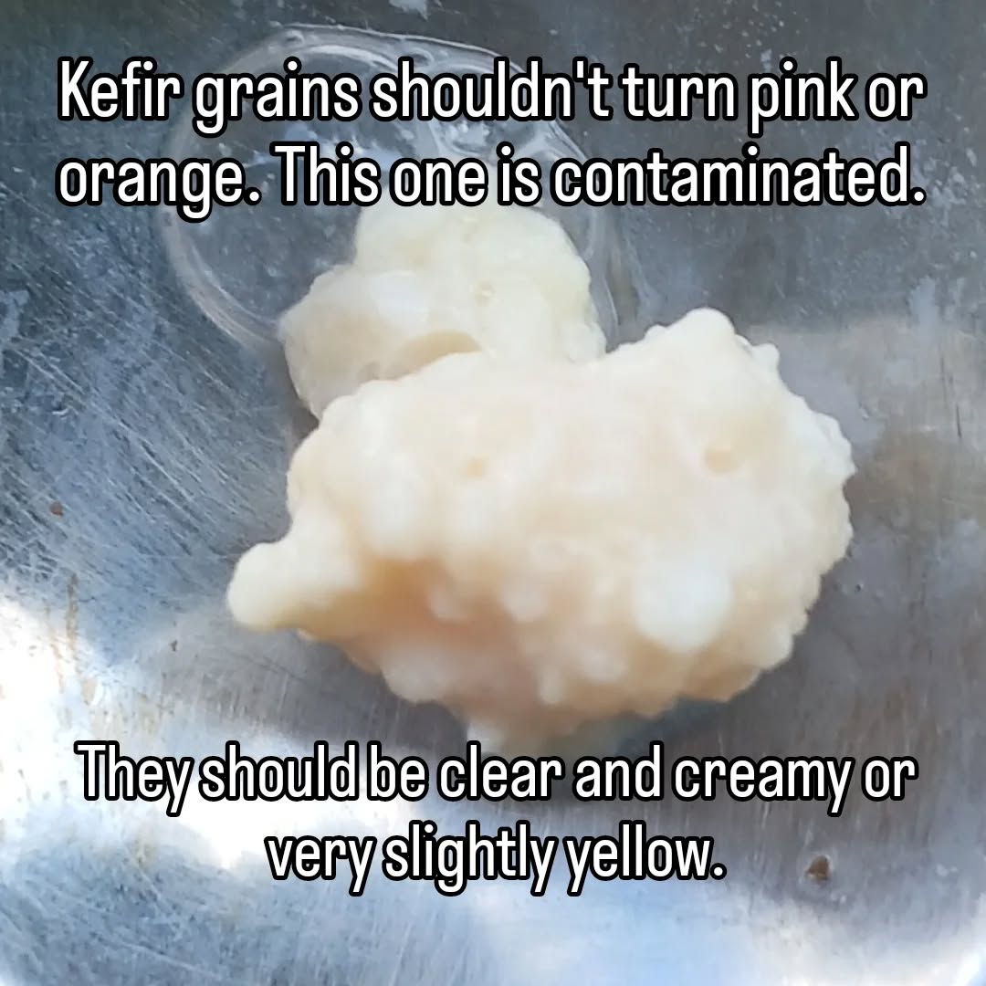 Just throw out the contaminated grain and rinse the others in milk.

#troubleshooting #kefir #oops