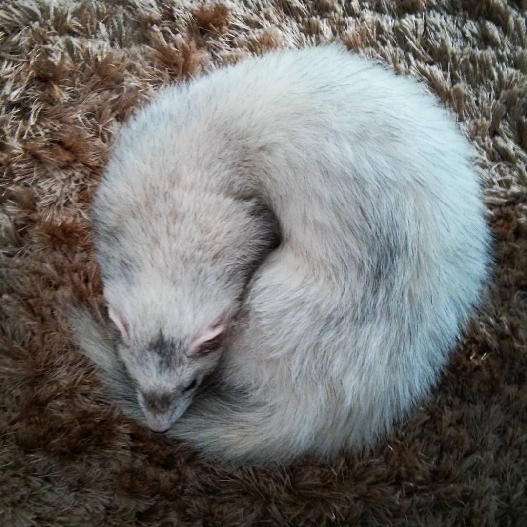#ferretcoin launching soon! WARNING: Steals private keys and hides them under the couch.