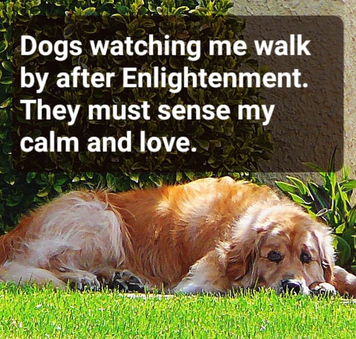 Maybe 1/10 as many dogs bark at me as previously. And those I think are usually overstimulated by other things, i.e. other people.