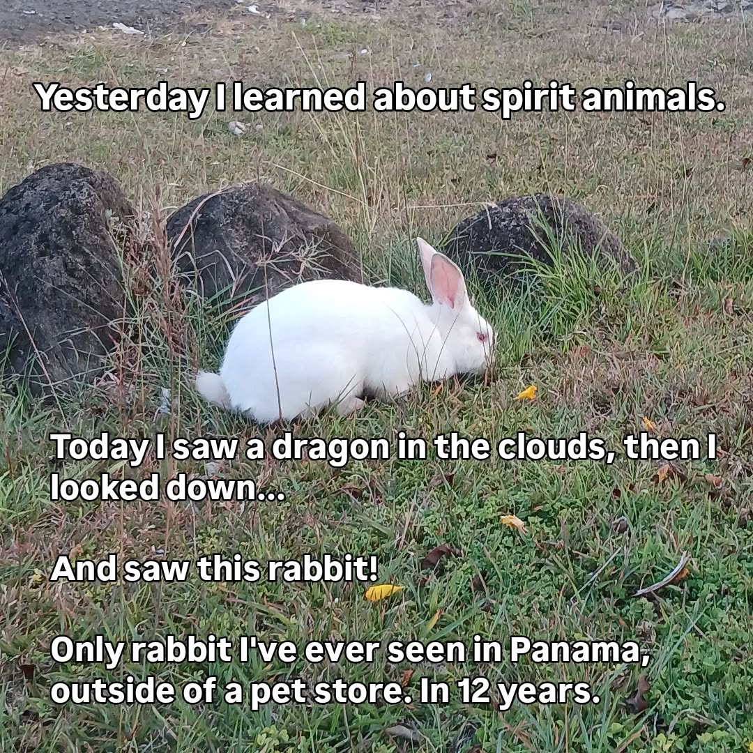#synchronicity #spirituality #spiritanimals #rabbit
