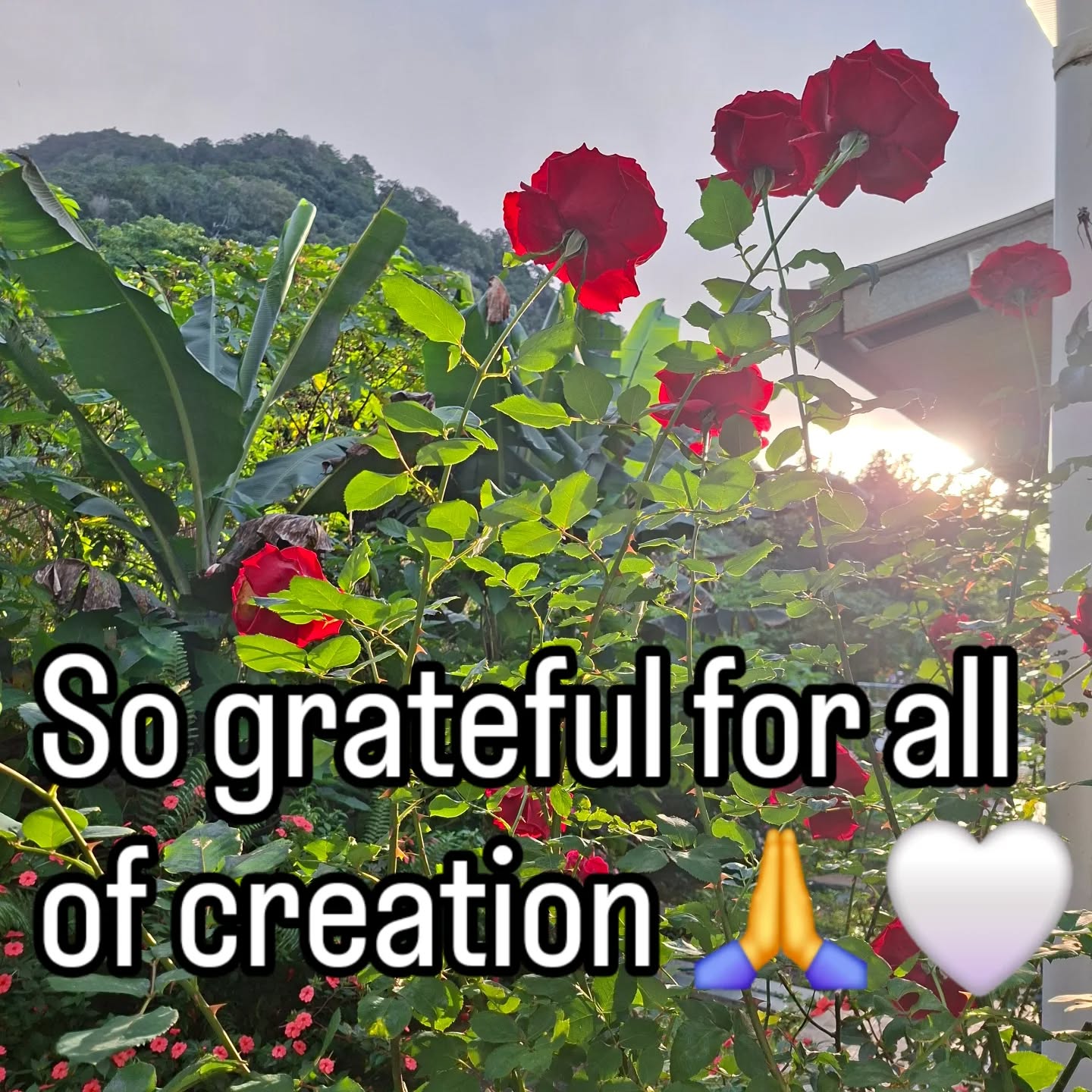 #thankful #grateful #gratitude #boquete