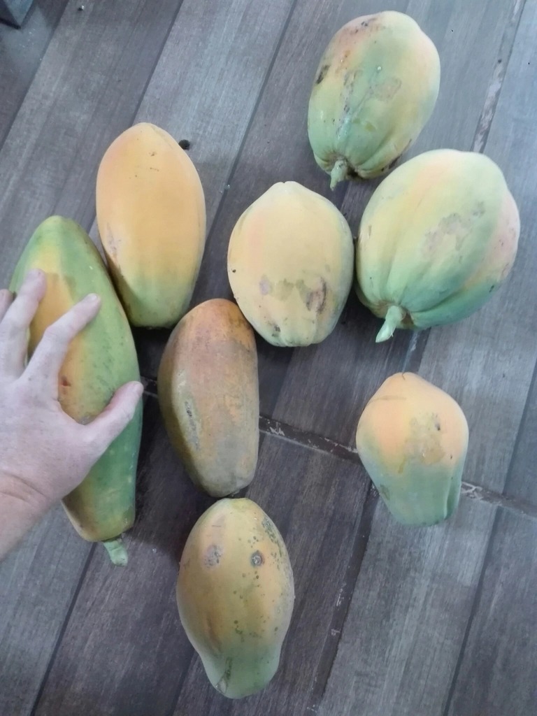 Today's papaya harvest was a big one!
I love having fruit trees; going out and picking what's fresh every day is like garden Christmas.
Probably we'll freeze the extras for smoothies.