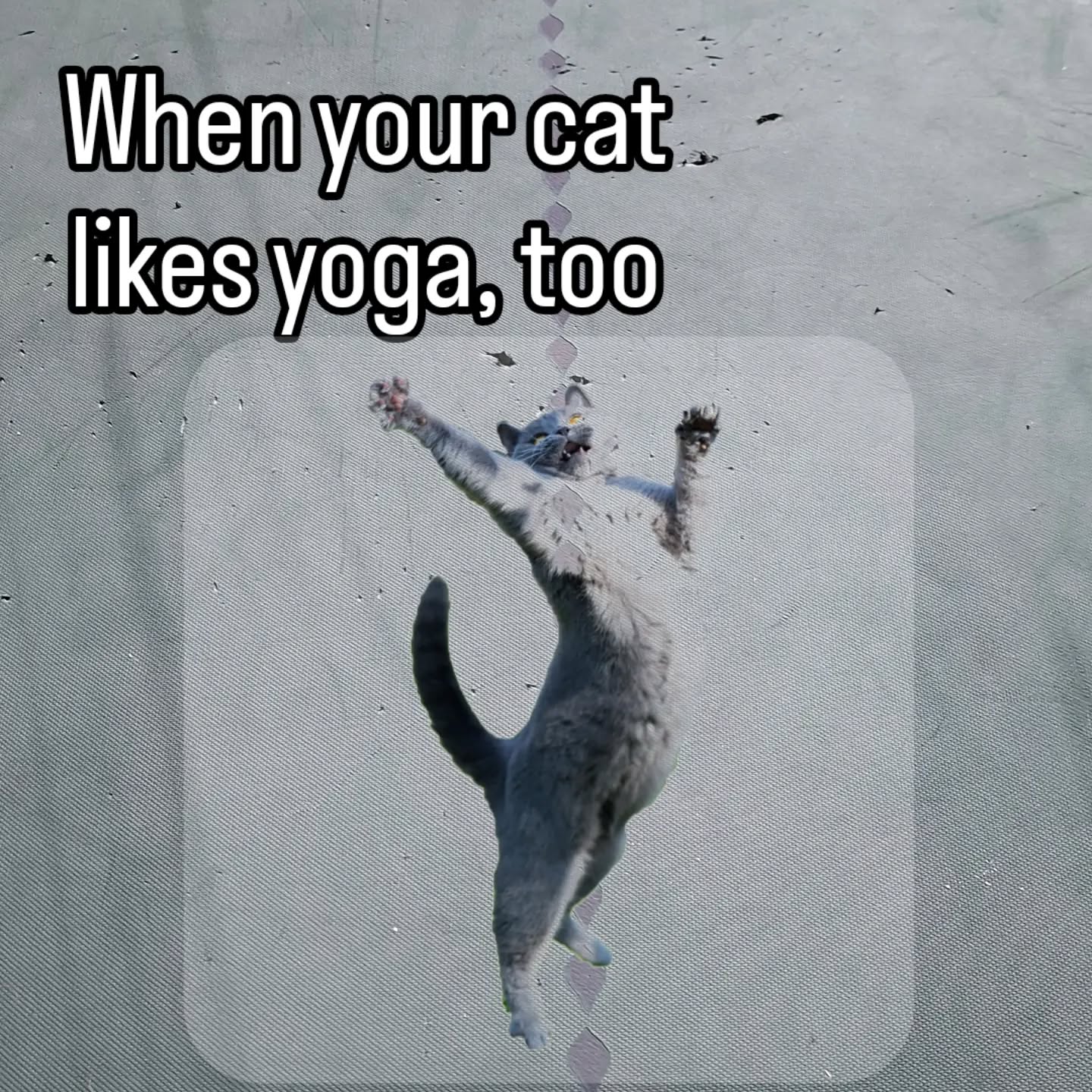 #yoga #yogalife #yogaloversâ¤ï¸ #catlover #cat